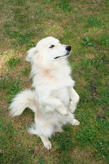 How To Get Involved With Training Service Dogs How To Get Involved With Training Service Dogs