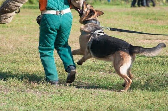 How To Get My Dog Service Dog Trained How To Get My Dog Service Dog Trained