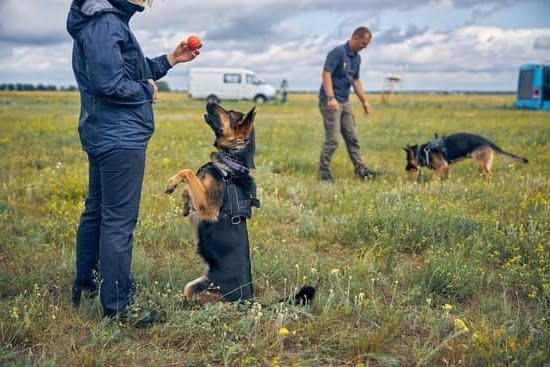 How To Get Your Dog Service Dog Trained How To Get Your Dog Service Dog Trained