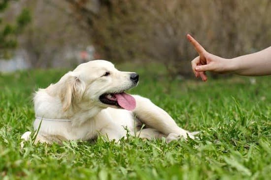 How To Get Your Dog Service Trained 1 How To Get Your Dog Service Trained