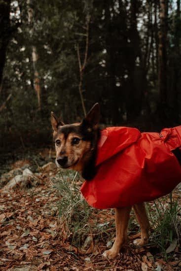 How To Learn About Service Dog Training 1 How To Learn About Service Dog Training