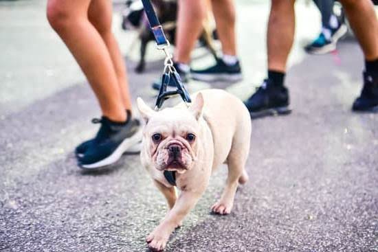 How To Potty Train A 2 Month Old Dog 1 How To Potty Train A 2 Month Old Dog