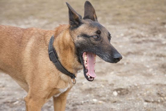 How To Potty Train A 9 Month Old Dog