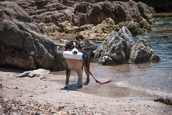 How To Potty Train A Adult Dog