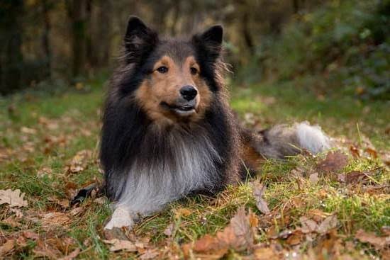 How To Potty Train A Cattle Dog