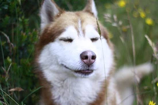 How To Potty Train A Dog On Pads