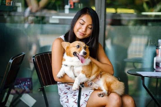 How To Potty Train A Dog That Was Abused How To Potty Train A Dog That Was Abused