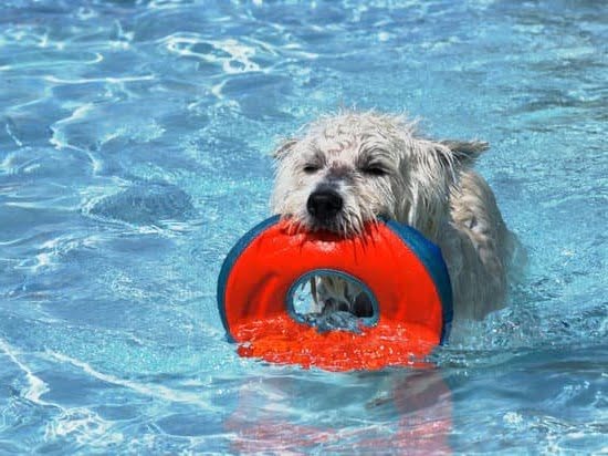 How To Potty Train A Dog That Won& 39 1 How To Potty Train A Dog That Won& 39