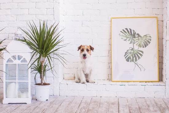 How To Potty Train A Dog Using A Leash How To Potty Train A Dog Using A Leash