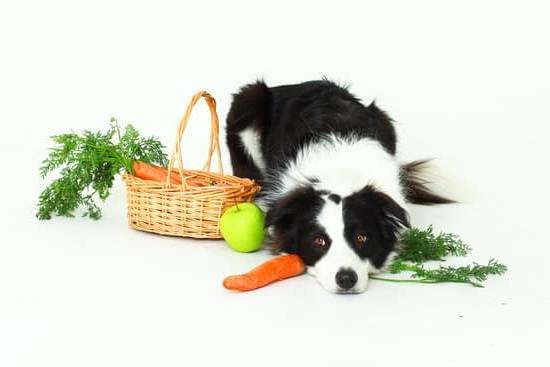 How To Potty Train And Older Dog