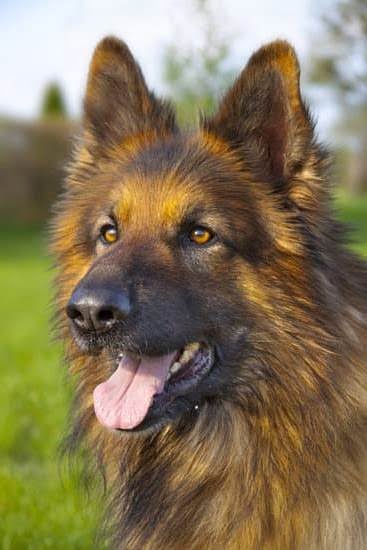 How To Potty Train Boy Dogs How To Potty Train Boy Dogs