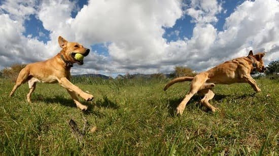 How To Potty Train Dogs With A Bell How To Potty Train Dogs With A Bell