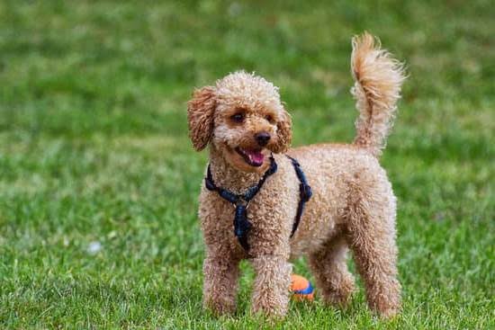 How To Potty Train Little Dogs