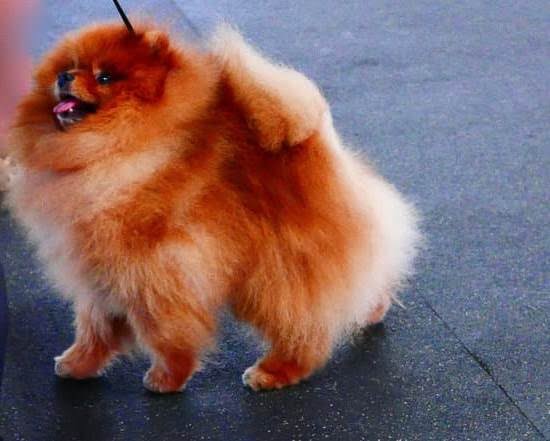 How To Potty Train Senior Dog How To Potty Train Senior Dog