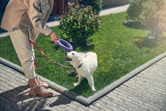 How To Potty Train Your Dog In A Week 1 How To Potty Train Your Dog In A Week