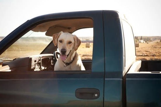 How To Potty Train Your Dog On A Pad