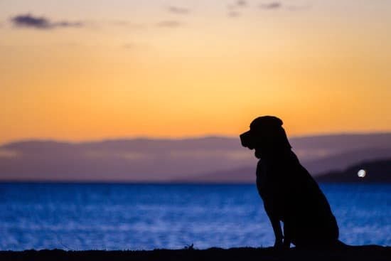 How To Potty Train Your House Dog