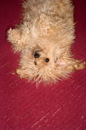 How To Re Potty Train Your Dog