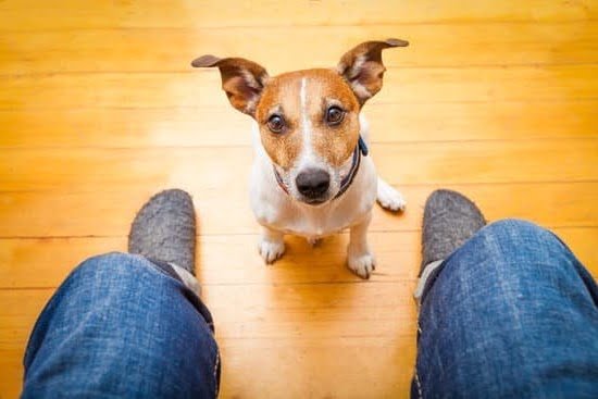 How To Retrain Potty Training Dog 1 How To Retrain Potty Training Dog