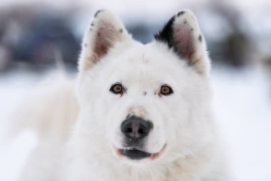 How To Start Training A Service Dog 1 How To Start Training A Service Dog