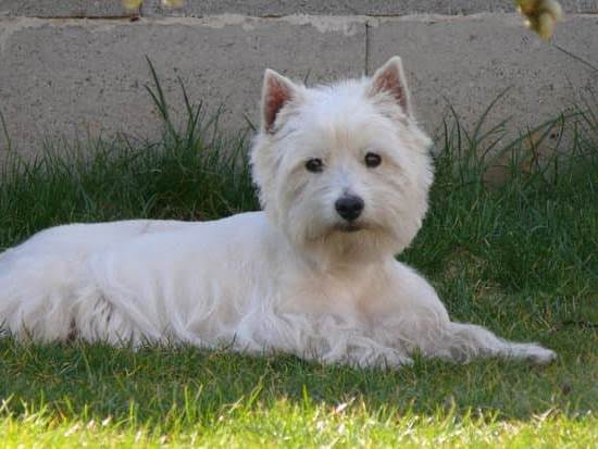 How To Teach A Dog Potty Training After An Accident How To Teach A Dog Potty Training After An Accident
