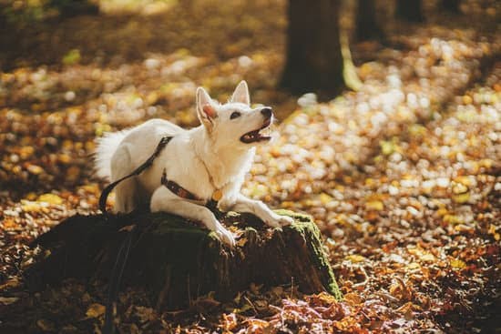 How To Teach A Dog To Be Potty Trained How To Teach A Dog To Be Potty Trained