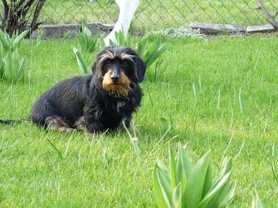 How To Teach Dog Potty Training 1 How To Teach Dog Potty Training