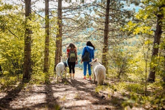 How To Train A Dog Service Commands