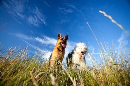 How To Train A Dog To Become A Service Animal 1 How To Train A Dog To Become A Service Animal