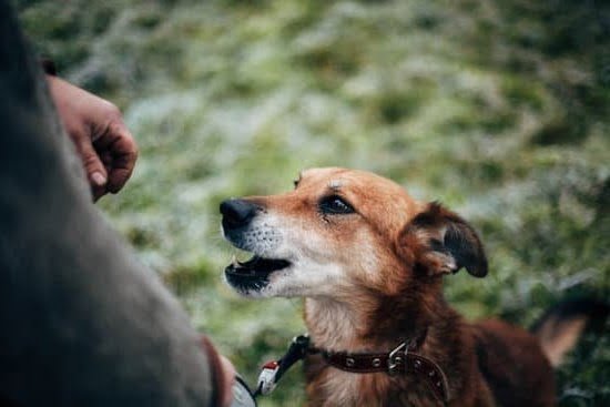 How To Train A Dog To Potty Inside