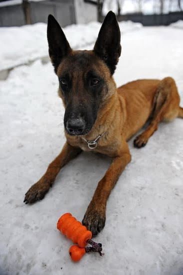 How To Train A Dog To Use A Gun