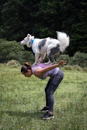 How To Train A Dog To Use Poochie-Bells How To Train A Dog To Use Poochie-Bells