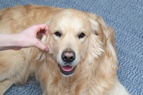 How To Train A Dog To Use The Potty Patch