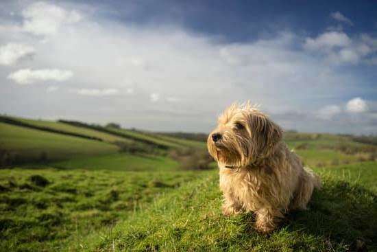 How To Train A Service Dog For Copd 1 How To Train A Service Dog For Copd