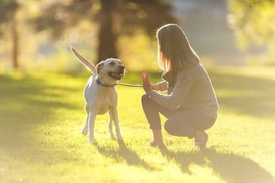 How To Train A Service Dog For Spd