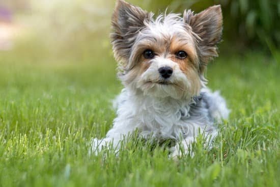 How To Train Adult Dog To Use Puppy Pads How To Train Adult Dog To Use Puppy Pads