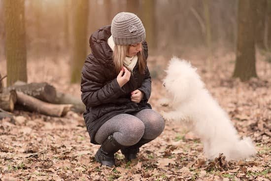 How To Train An Emotional Support Service Dog How To Train An Emotional Support Service Dog