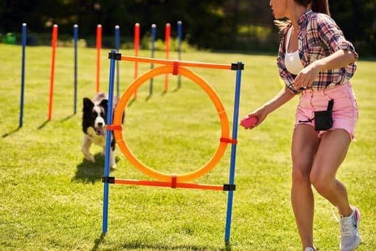 How To Train An Old Dog To Potty Train How To Train An Old Dog To Potty Train