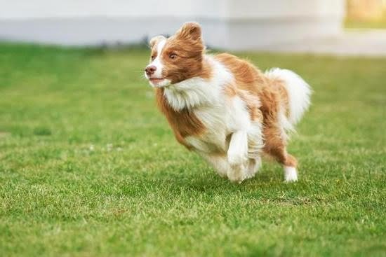 How To Train Dog On Porch Potty Reddit