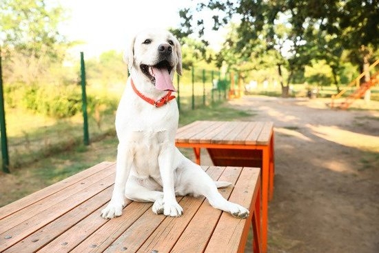 How To Train Dog To Use Dog Stairs