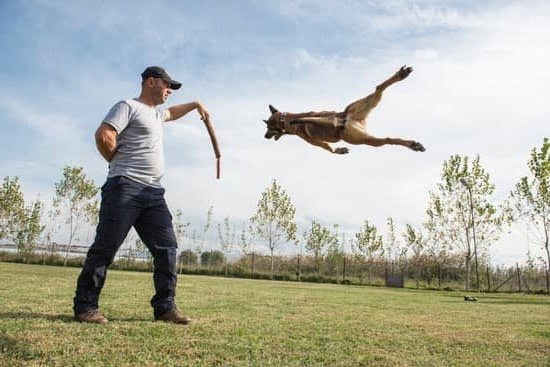 How To Train Dog To Use Treadmill 1 How To Train Dog To Use Treadmill