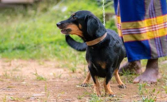 How To Train Dog Using Bell 1 How To Train Dog Using Bell