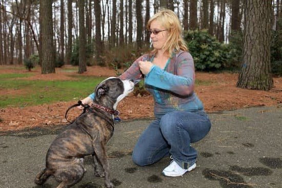 How To Train Dogs To Become Services Dogs How To Train Dogs To Become Services Dogs