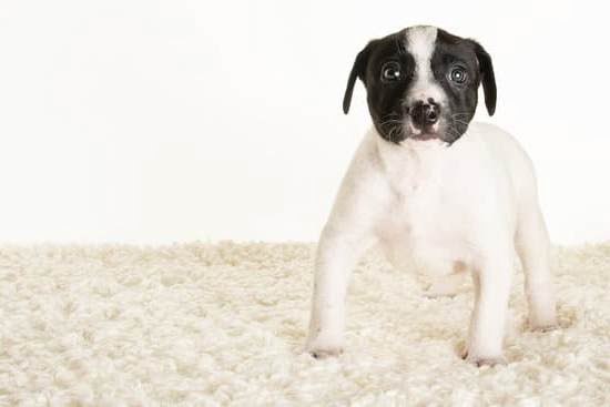 How To Train My Dog To Become A Service Dog How To Train My Dog To Become A Service Dog