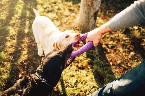 How To Train My Dog To Use A Litter Box