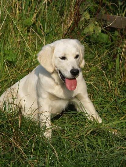 How To Train Older Dog To Potty Outside How To Train Older Dog To Potty Outside