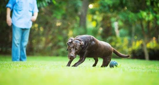 How To Train Potty Train Dog 1 How To Train Potty Train Dog