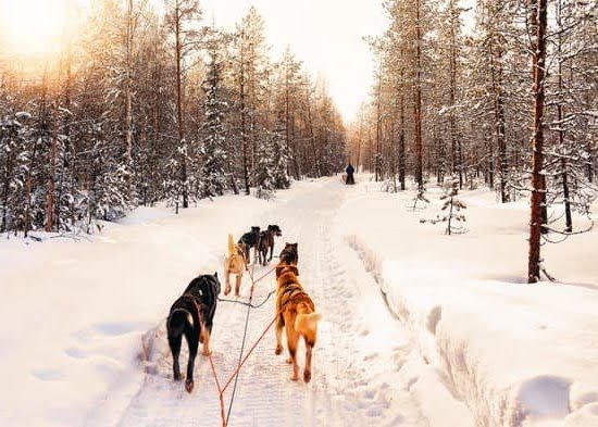How To Train Service To Dog To Help With Ptsd How To Train Service To Dog To Help With Ptsd