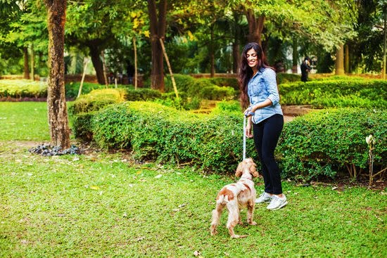 How To Train Small Dogs To Use Puppy Pads How To Train Small Dogs To Use Puppy Pads