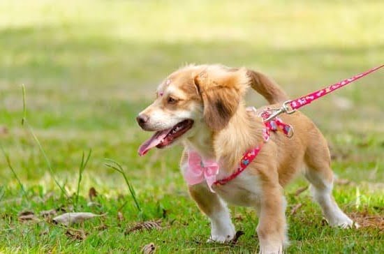 How To Train Your Dog For Service Dog 1 How To Train Your Dog For Service Dog